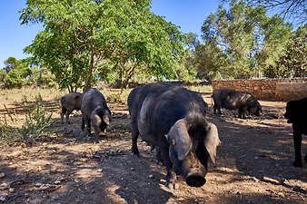Finca Vistalegre Nou: Schwarze Schweine