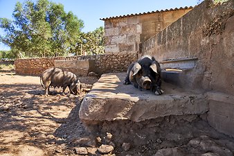 Finca Vistalegre Nou: Schwarze Schweine