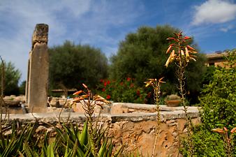 Finca Son Cortera Vell: Echte Aloe (Aloe vera)