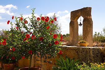 Finca Son Cortera Vell: Hibiskusstämmchen im Topf