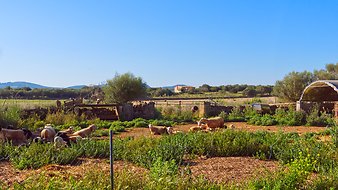 Finca Can Pere Rei: Kinder  - Tiere - Freizeit
