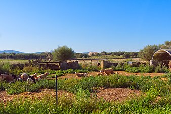 Finca Can Pere Rei: Schafe auf der Finca