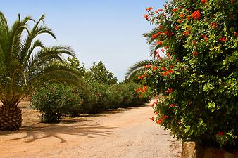 Finca Son Cortera Vell: Einfahrt zur Finca