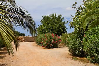 Finca Son Cortera Vell: pinkfarbener Oleander