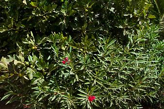 Finca Son Cortera Vell: Oleander