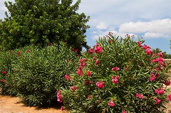 Finca Son Cortera Vell: Oleander vor dem Johannesbrotbaum
