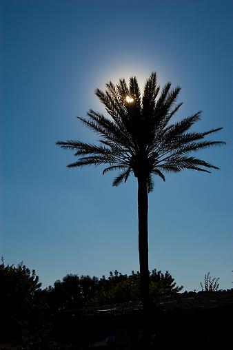 Finca Son Cortera Vell: Die Palme im Gegenlicht