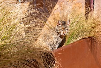 Finca Can Pere Rei: Katze Can Pere Rei