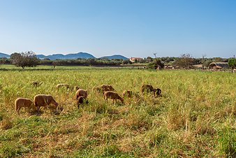 Finca Can Pere Rei: Schafe beim Weiden