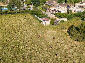 Finca Can Pere Rei: DJI_20260428091749_0014_D-bearbeitet.jpg