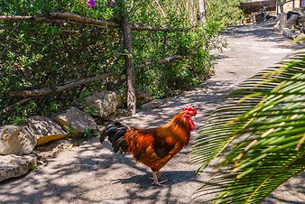Finca Son Torrat: der Hahn