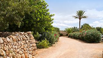 Finca Son Cortera Vell: Garten der Finca