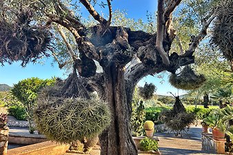 Finca Pepe: Kundenbild