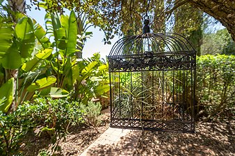 Finca Son Jorbo: Garten.jpg