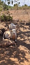 Finca Casa Yolanda: Kundenbild