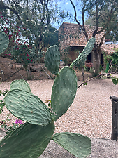 Finca Es Picot: Kundenbild