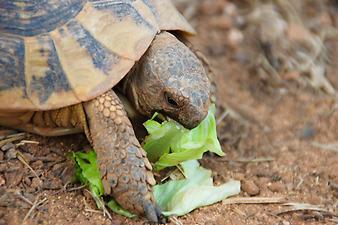 Finca Es Rafal Roig: Schildkröten 