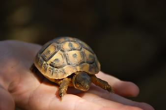 Finca Es Rafal Roig: Babyschildkröte