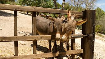 Finca Son Torrat: Tiere auf der Finca