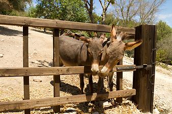 Finca Son Torrat: junge Esel auf Son Torrat