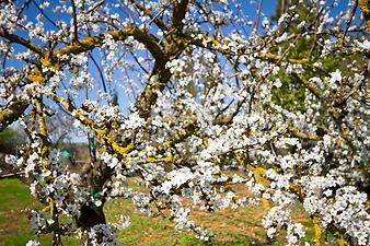 Finca Sa Tafona: Obstbaumblüte im März