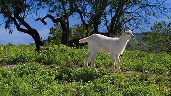 Finca S' Hort de sa Begura: Tiere auf der Finca