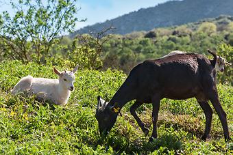 Tiere auf der Finca