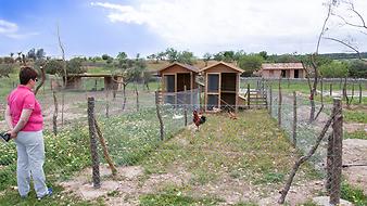 Finca Sa Franquesa Vella: Tiere der Finca