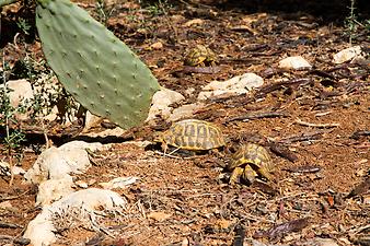 Finca Ses Cases de son Duri: Schildkröten auf Mallorca