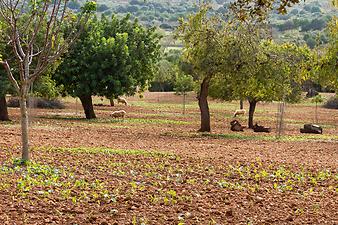 Finca Ses Cases de son Duri: Schafe auf der Finca