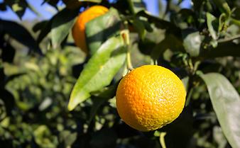 Finca Sa Cova Nova: Orangenbaum