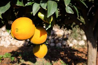 Finca Sa Cova Nova: Orangenbaum auf der Finca Sa Cova Nova