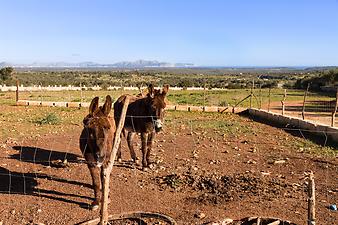 Finca Es Rafal Roig: Bucht von Alcúdia in der Morgensonne