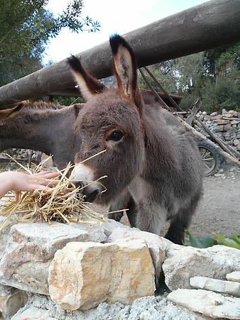 Finca Son Torrat: Eselfamilie