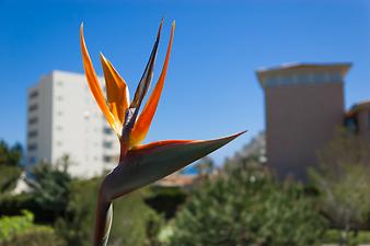 Ferienhaus Can Ravell: Paradiesvogelblume Strelitzia reginae