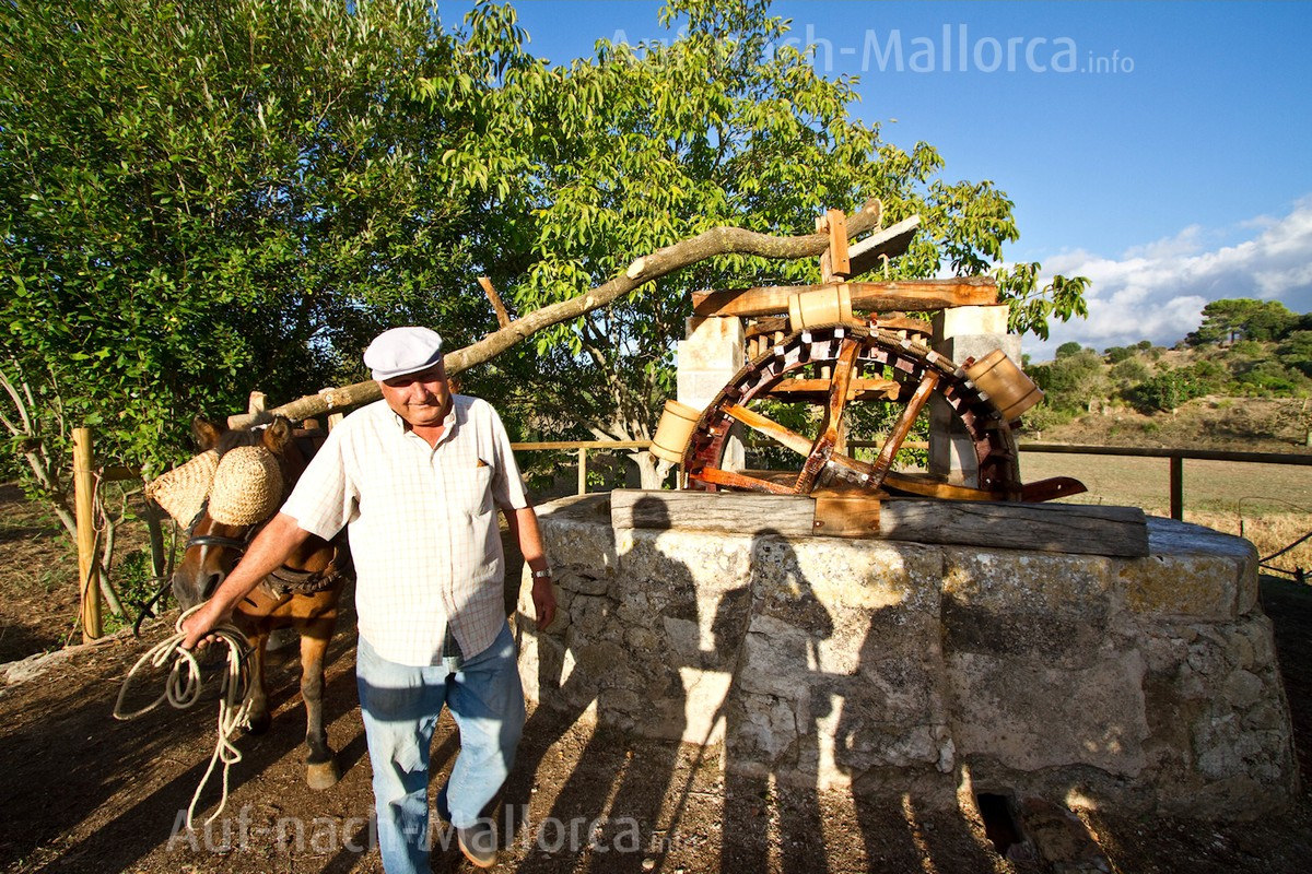 Die alte Noria auf der Finca S' Hort de Sa Begura