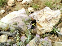 Eine Biene im Garten, Mallorca
