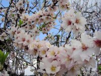 Mandelblüte auf Mallorca - die fünfte Jahreszeit auf der Insel