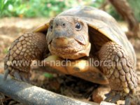 Auf Mallorca leben viele Schildkröten. Sie stehen unter Naturschutz.